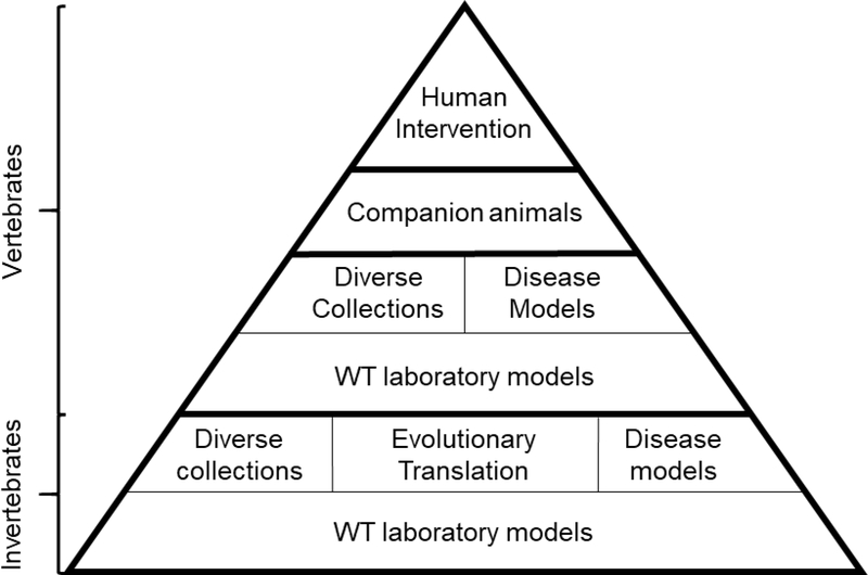 Translational Geroscience: From invertebrate models to companion animal and human interventions. 